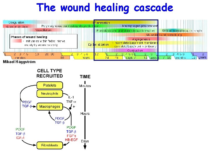 The wound healing cascade Mikael Häggström 