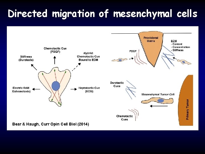 Directed migration of mesenchymal cells Bear & Haugh, Curr Opin Cell Biol (2014) 