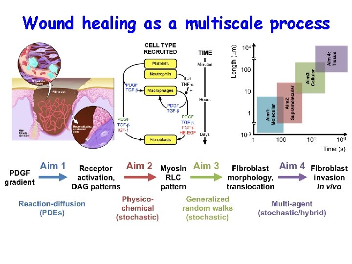 Wound healing as a multiscale process 