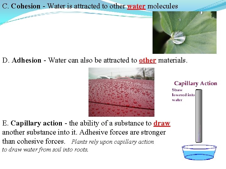 C. Cohesion - Water is attracted to other water molecules D. Adhesion - Water