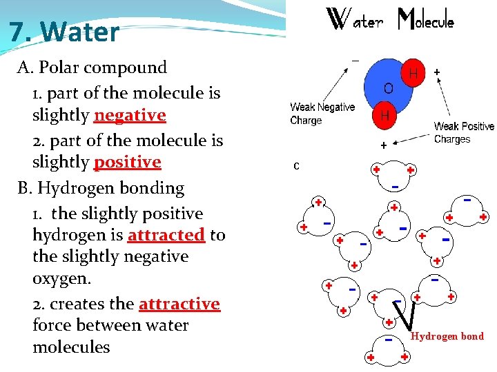 7. Water A. Polar compound 1. part of the molecule is slightly negative 2.