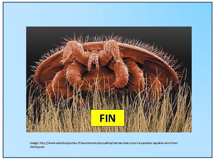 FIN Image: http: //www. abeilledupoitou. fr/evenements/actualites/varroa-destructor-le-parasite-capable-de-mimerchimiquem 