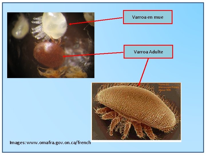Varroa en mue Varroa Adulte Images: www. omafra. gov. on. ca/french 