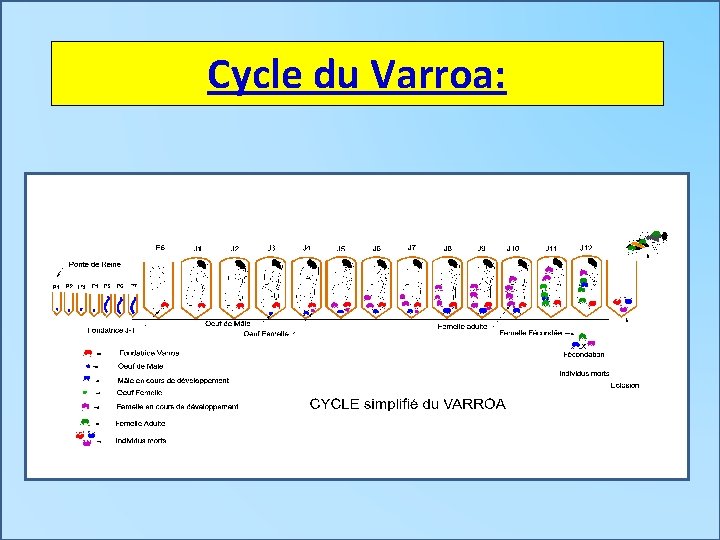 Cycle du Varroa: 