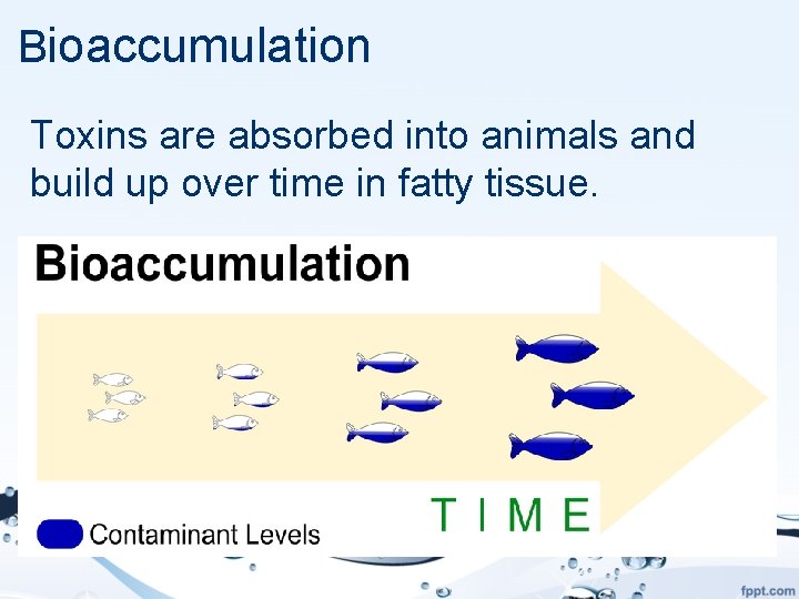 Bioaccumulation Toxins are absorbed into animals and build up over time in fatty tissue.