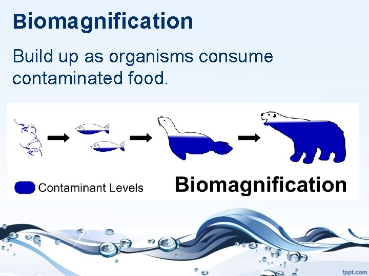 Biomagnification Build up as organisms consume contaminated food. 