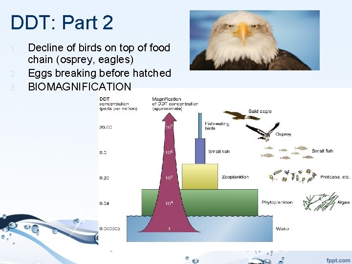 DDT: Part 2 1. 2. 3. Decline of birds on top of food chain