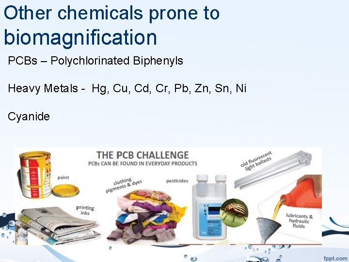 Other chemicals prone to biomagnification PCBs – Polychlorinated Biphenyls Heavy Metals - Hg, Cu,