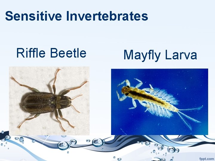 Sensitive Invertebrates Riffle Beetle Mayfly Larva 