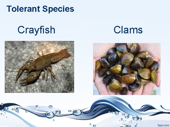Tolerant Species Crayfish Clams 