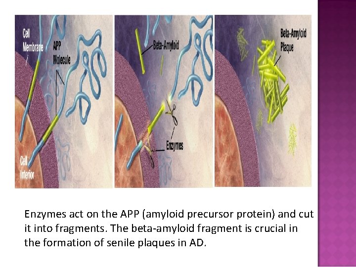 Enzymes act on the APP (amyloid precursor protein) and cut it into fragments. The