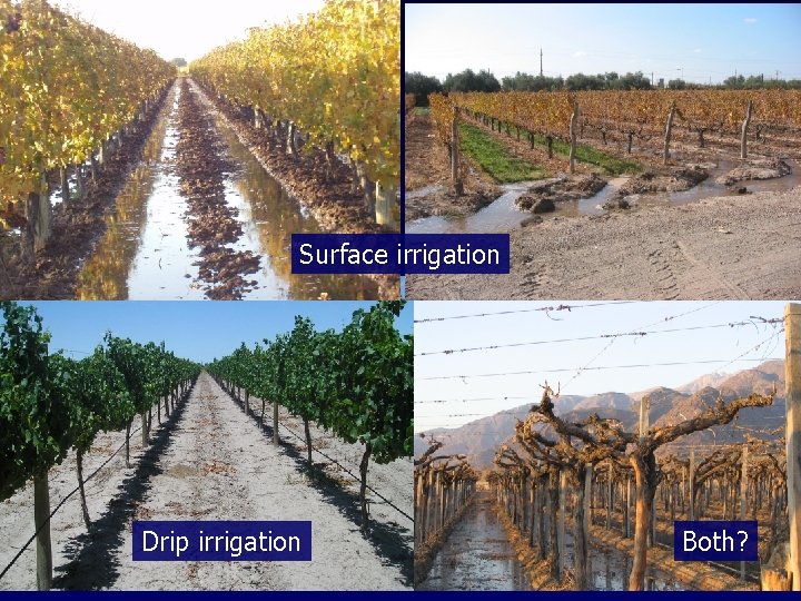 Surface irrigation Drip irrigation Both? 