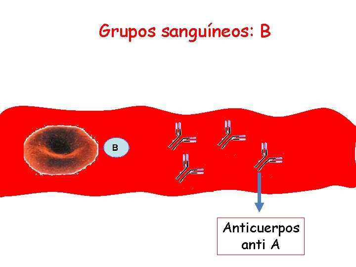 Grupos sanguíneos: B Anticuerpos anti A 