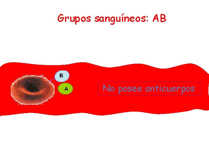 Grupos sanguíneos: AB No posee anticuerpos 