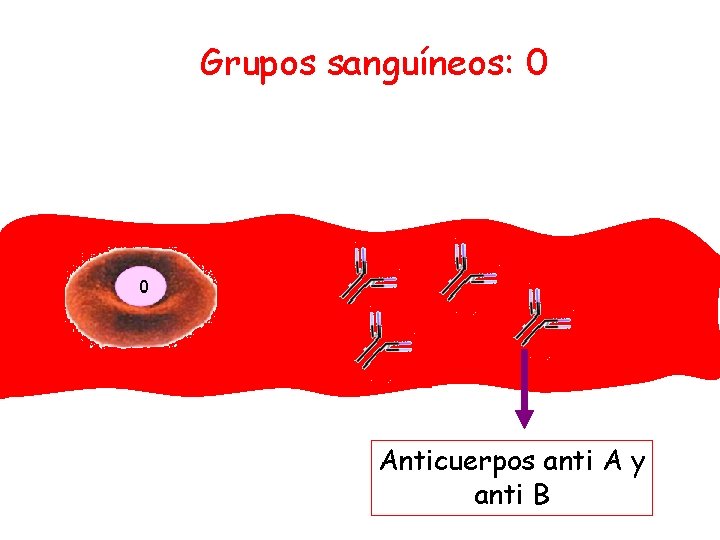 Grupos sanguíneos: 0 Anticuerpos anti A y anti B 