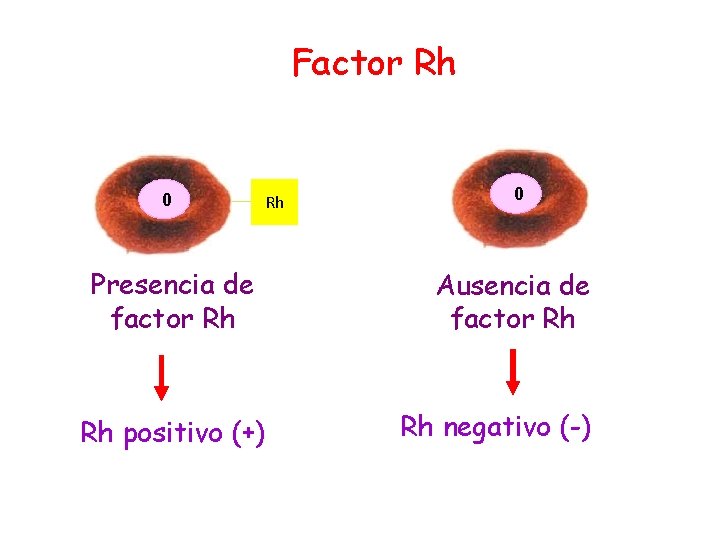 Factor Rh 0 Rh Presencia de factor Rh Rh positivo (+) 0 Ausencia de