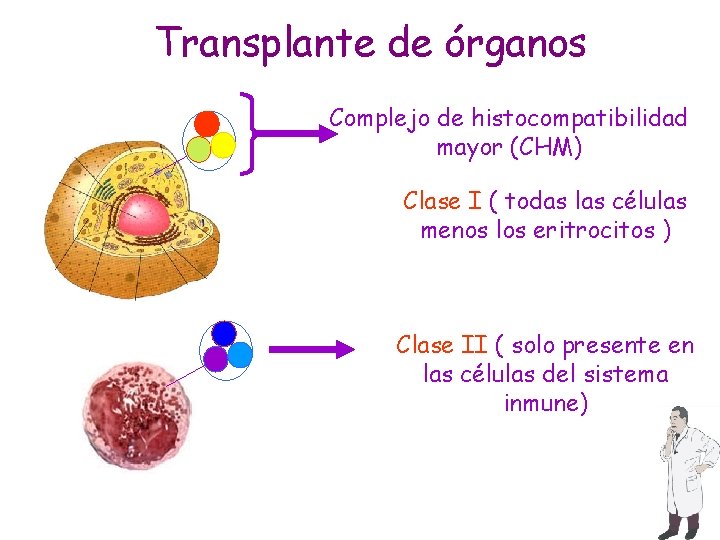 Transplante de órganos Complejo de histocompatibilidad mayor (CHM) Clase I ( todas las células