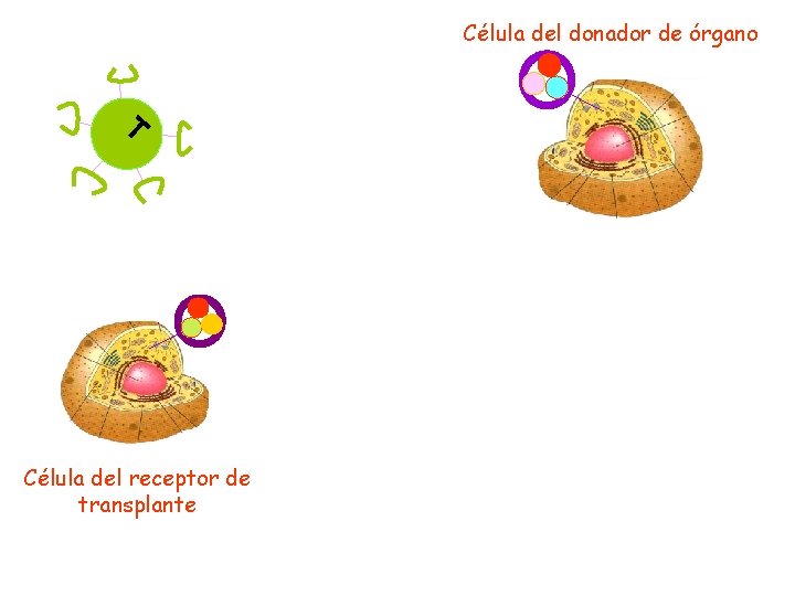 Célula del donador de órgano T Célula del receptor de transplante 