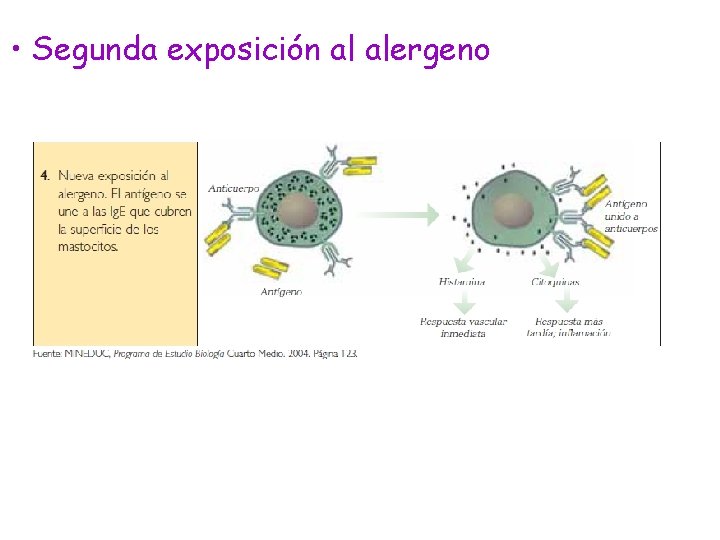  • Segunda exposición al alergeno 