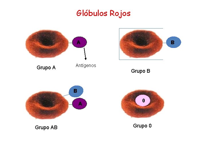 Glóbulos Rojos A Grupo A B Antígenos Grupo B B A Grupo AB 0
