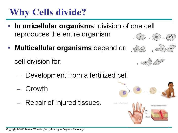 Why Cells divide? • In unicellular organisms, division of one cell reproduces the entire Why Cells divide? • In unicellular organisms, division of one cell reproduces the entire