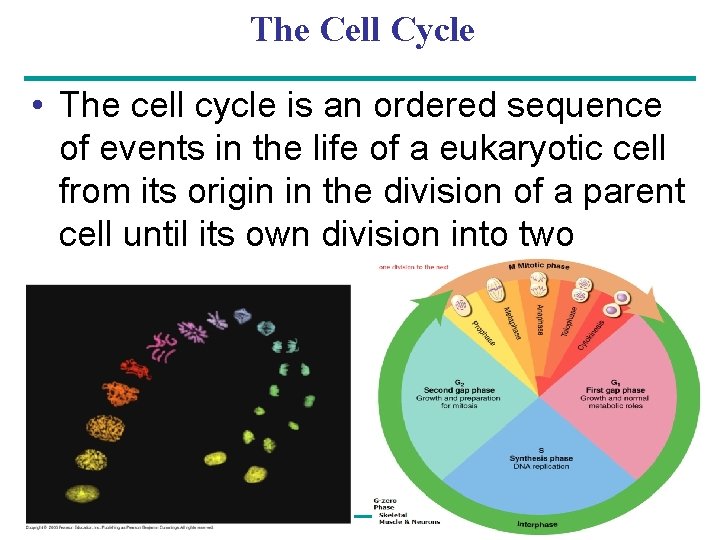 The Cell Cycle • The cell cycle is an ordered sequence of events in The Cell Cycle • The cell cycle is an ordered sequence of events in