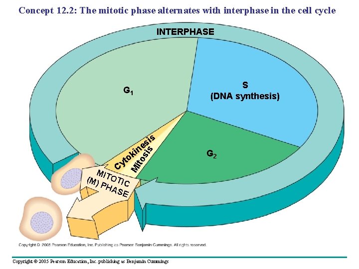 Concept 12. 2: The mitotic phase alternates with interphase in the cell cycle INTERPHASE Concept 12. 2: The mitotic phase alternates with interphase in the cell cycle INTERPHASE