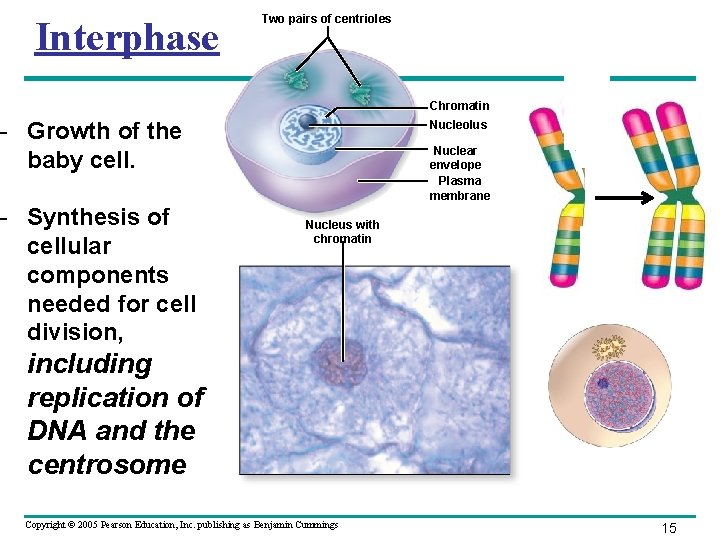 Interphase Two pairs of centrioles Chromatin - Growth of the baby cell. - Synthesis Interphase Two pairs of centrioles Chromatin - Growth of the baby cell. - Synthesis