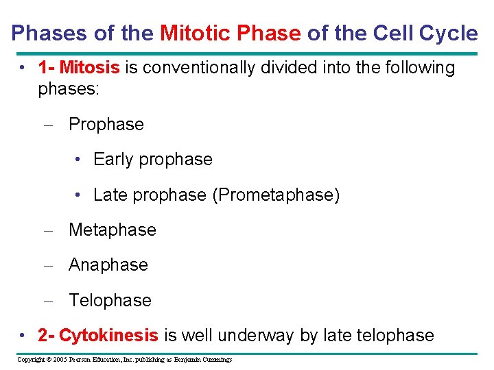 Phases of the Mitotic Phase of the Cell Cycle • 1 - Mitosis is Phases of the Mitotic Phase of the Cell Cycle • 1 - Mitosis is