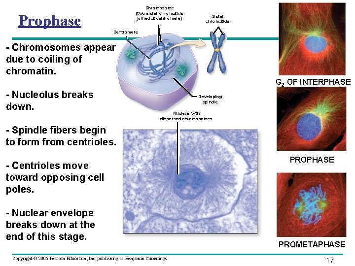 Chromosome (two sister chromatids joined at centromere) Prophase Sister chromatids Centromere - Chromosomes appear Chromosome (two sister chromatids joined at centromere) Prophase Sister chromatids Centromere - Chromosomes appear
