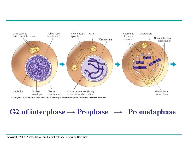 G 2 of interphase → Prometaphase Copyright © 2005 Pearson Education, Inc. publishing as G 2 of interphase → Prometaphase Copyright © 2005 Pearson Education, Inc. publishing as