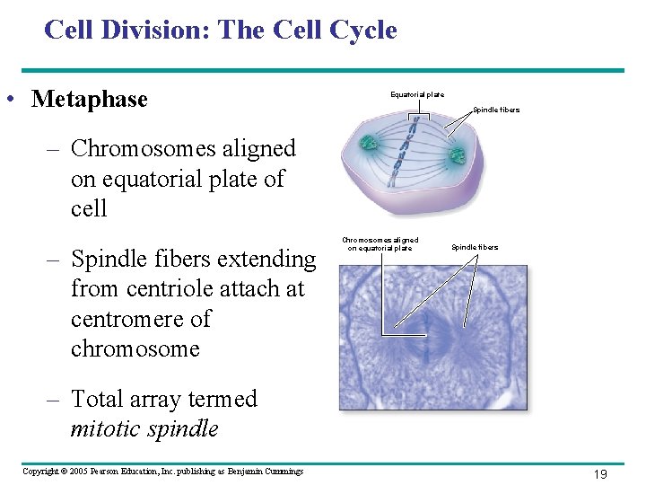 Cell Division: The Cell Cycle • Metaphase Equatorial plate Spindle fibers – Chromosomes aligned Cell Division: The Cell Cycle • Metaphase Equatorial plate Spindle fibers – Chromosomes aligned