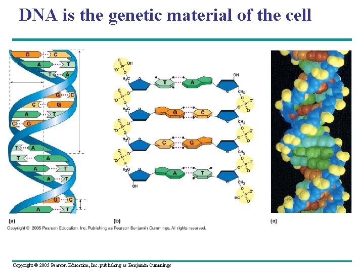 DNA is the genetic material of the cell Copyright © 2005 Pearson Education, Inc. DNA is the genetic material of the cell Copyright © 2005 Pearson Education, Inc.