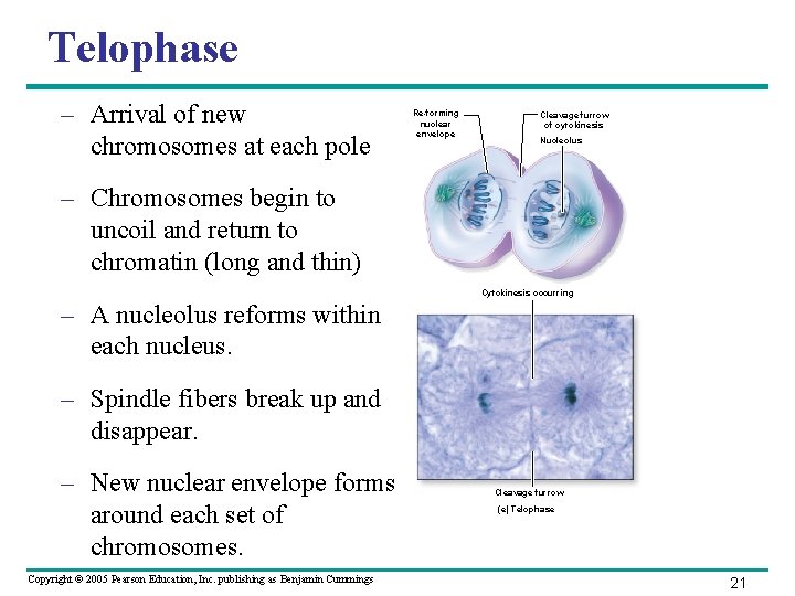 Telophase – Arrival of new chromosomes at each pole Re-forming nuclear envelope Cleavage furrow Telophase – Arrival of new chromosomes at each pole Re-forming nuclear envelope Cleavage furrow