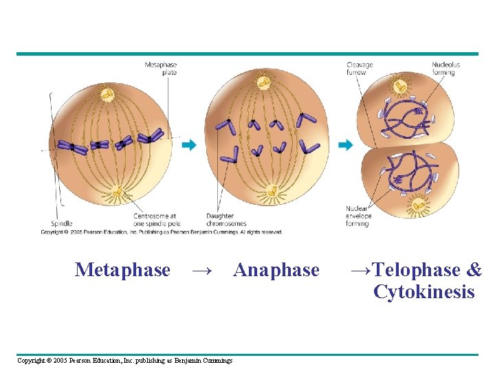 Metaphase → Anaphase Copyright © 2005 Pearson Education, Inc. publishing as Benjamin Cummings →Telophase Metaphase → Anaphase Copyright © 2005 Pearson Education, Inc. publishing as Benjamin Cummings →Telophase