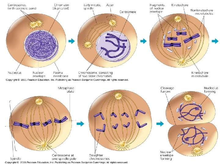 Copyright © 2005 Pearson Education, Inc. publishing as Benjamin Cummings Copyright © 2005 Pearson Education, Inc. publishing as Benjamin Cummings