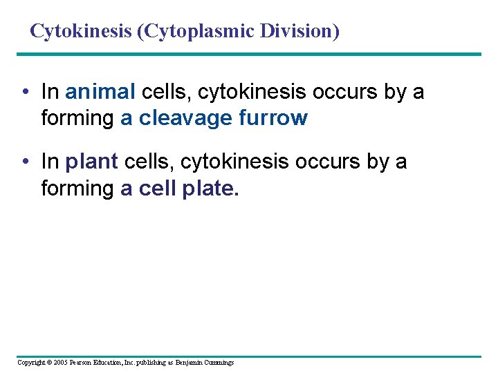 Cytokinesis (Cytoplasmic Division) • In animal cells, cytokinesis occurs by a forming a cleavage Cytokinesis (Cytoplasmic Division) • In animal cells, cytokinesis occurs by a forming a cleavage