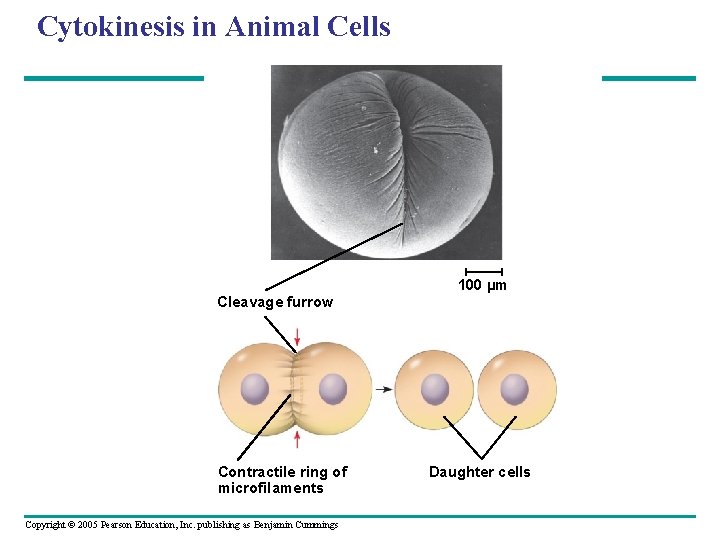 Cytokinesis in Animal Cells 100 µm Cleavage furrow Contractile ring of microfilaments Copyright © Cytokinesis in Animal Cells 100 µm Cleavage furrow Contractile ring of microfilaments Copyright ©