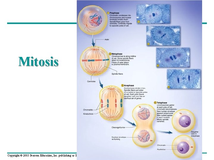 Mitosis Copyright © 2005 Pearson Education, Inc. publishing as Benjamin Cummings Mitosis Copyright © 2005 Pearson Education, Inc. publishing as Benjamin Cummings