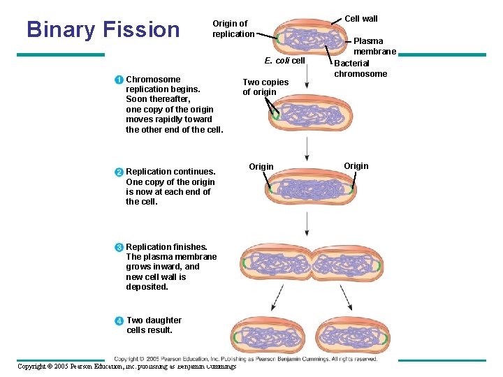 Binary Fission Cell wall Origin of replication E. coli cell Chromosome replication begins. Soon Binary Fission Cell wall Origin of replication E. coli cell Chromosome replication begins. Soon