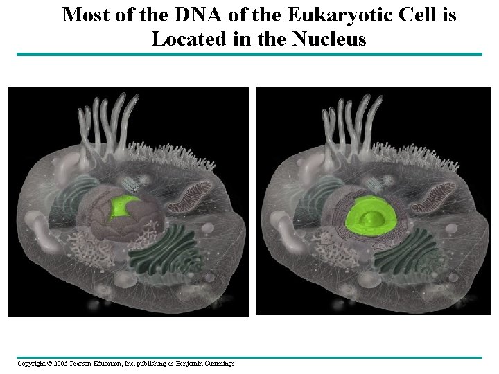 Most of the DNA of the Eukaryotic Cell is Located in the Nucleus Copyright Most of the DNA of the Eukaryotic Cell is Located in the Nucleus Copyright