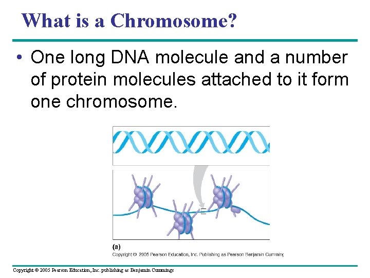 What is a Chromosome? • One long DNA molecule and a number of protein What is a Chromosome? • One long DNA molecule and a number of protein
