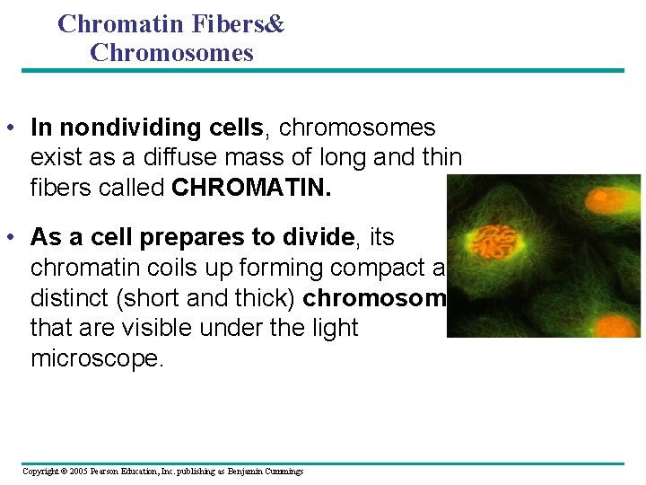 Chromatin Fibers& Chromosomes • In nondividing cells, chromosomes exist as a diffuse mass of Chromatin Fibers& Chromosomes • In nondividing cells, chromosomes exist as a diffuse mass of