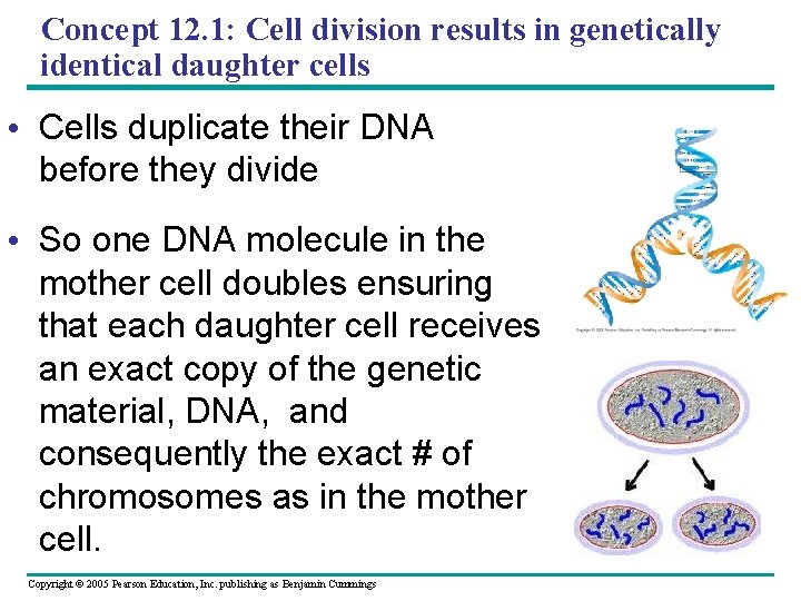 Concept 12. 1: Cell division results in genetically identical daughter cells • Cells duplicate Concept 12. 1: Cell division results in genetically identical daughter cells • Cells duplicate
