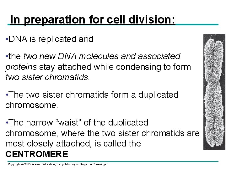 In preparation for cell division: • DNA is replicated and • the two new In preparation for cell division: • DNA is replicated and • the two new