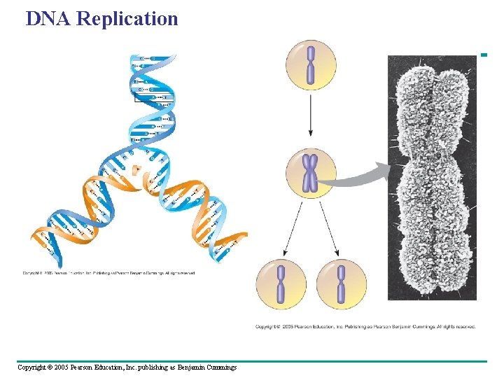 DNA Replication Copyright © 2005 Pearson Education, Inc. publishing as Benjamin Cummings DNA Replication Copyright © 2005 Pearson Education, Inc. publishing as Benjamin Cummings