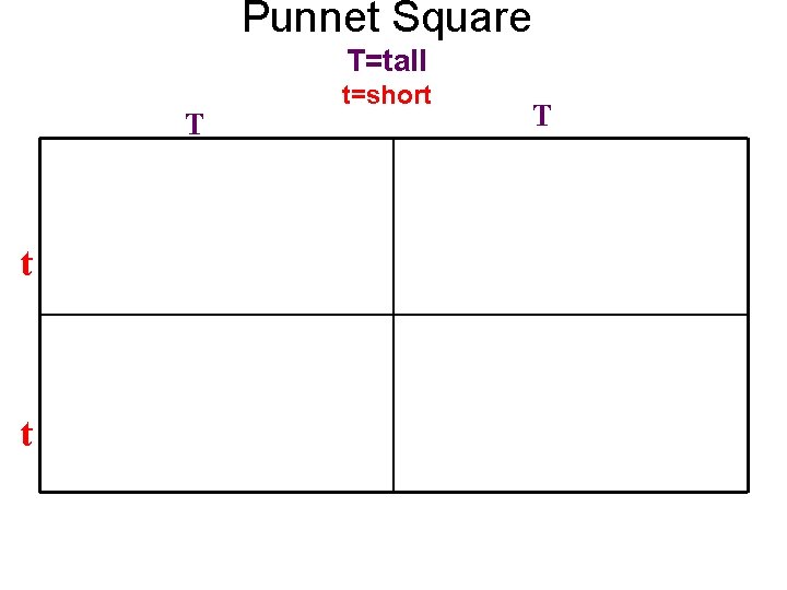 Punnet Square T=tall T t t t=short T 