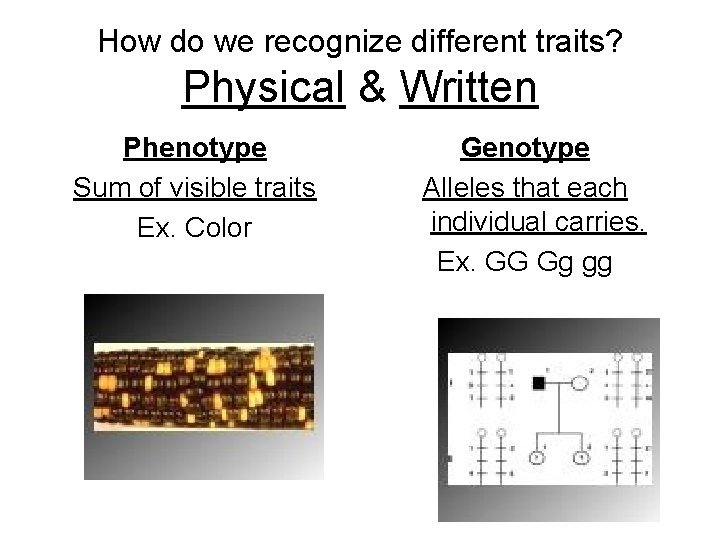 How do we recognize different traits? Physical & Written Phenotype Sum of visible traits