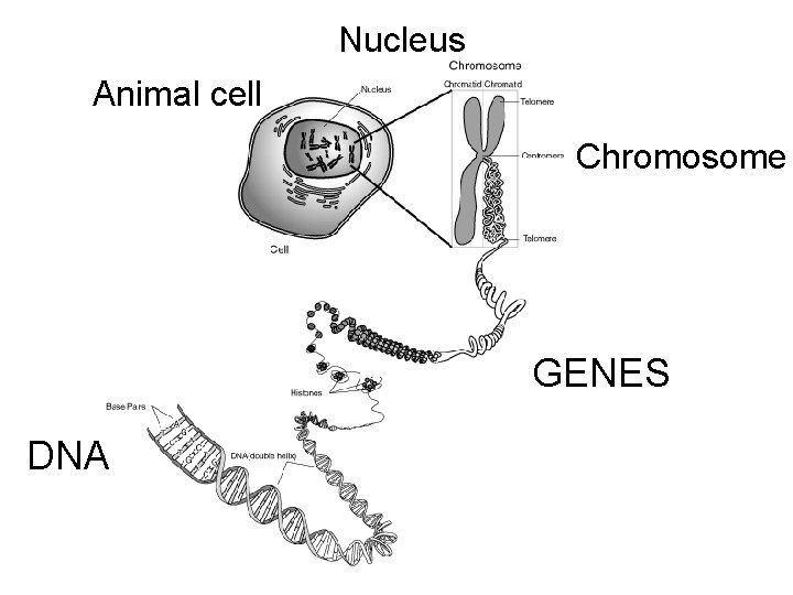 Nucleus Animal cell Chromosome GENES DNA 