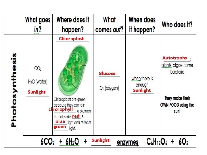 Chloroplast Autotrophs Glucose Sunlight chlorophyll red blue green Sunlight 